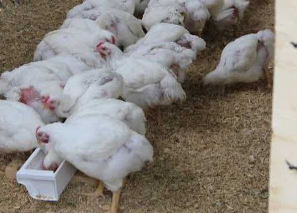 تصویر 3 از قیمت خرید بشقاب دانخوری اتوماتیک با فروش عمده